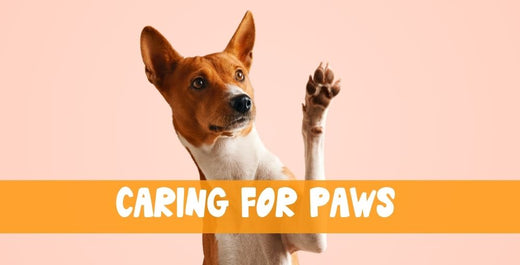 Paw Care For Happy Feet