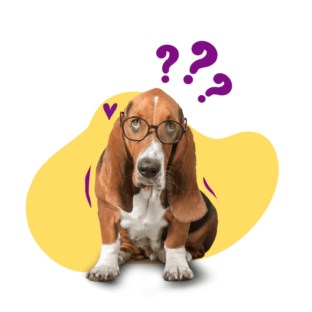 Best dog food in Mumbai