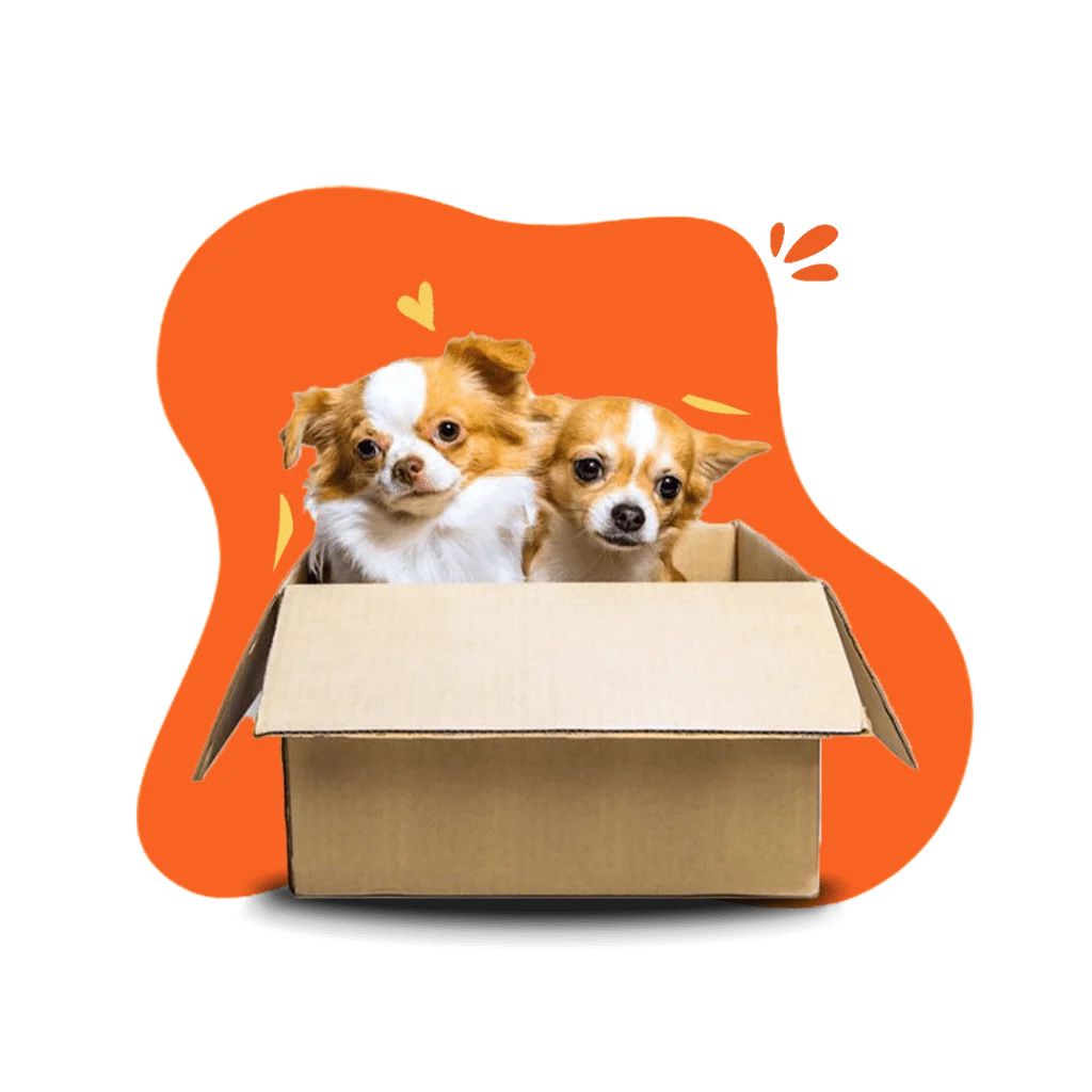 Healthy dog treats