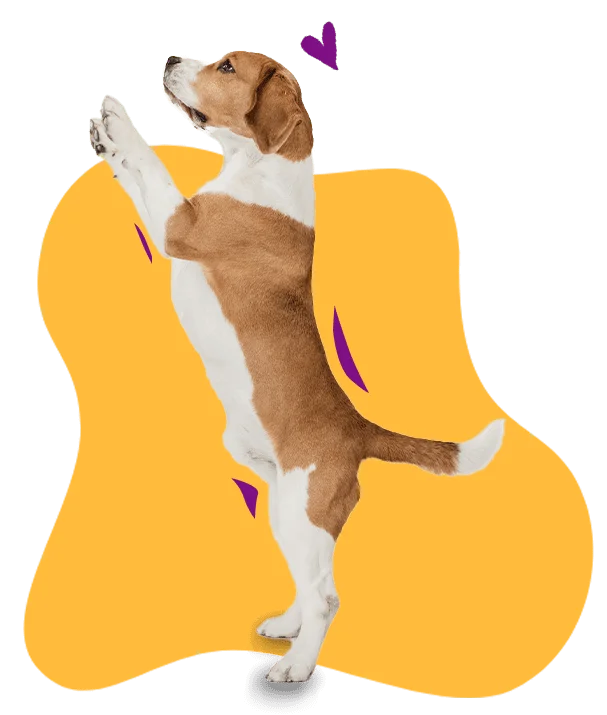 Dog biscuits online