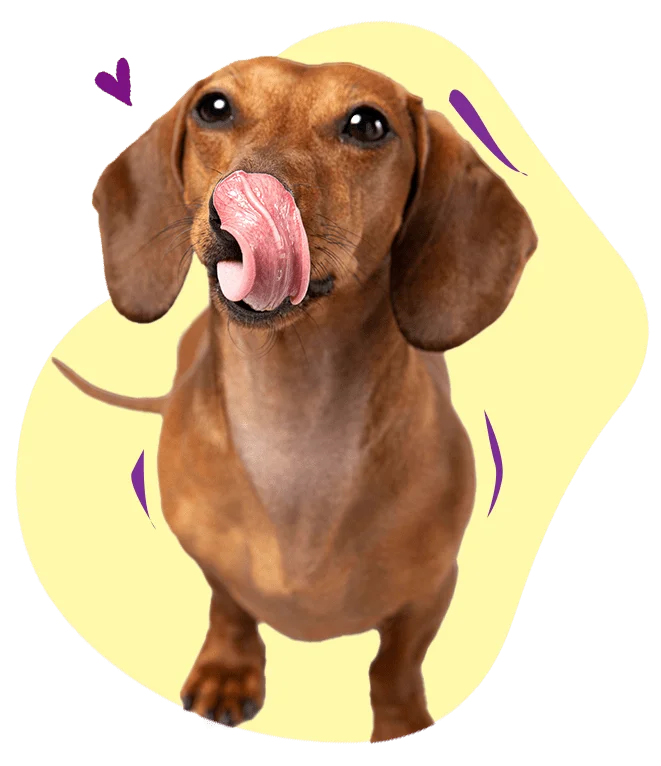 Natural dog food