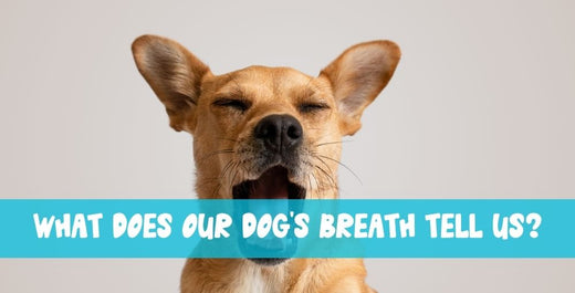Dog Breath: A Powerful Indicator