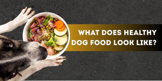 Healthy Dog Food