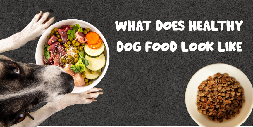 Healthy Dog Food