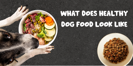 Healthy Dog Food