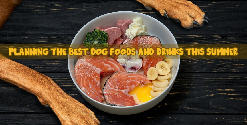 Best Dog Foods and Drinks