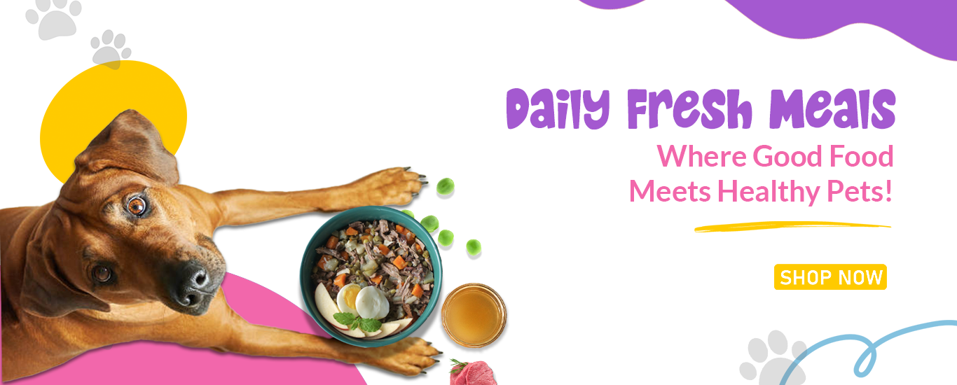 Daily Fresh Meals for Dog